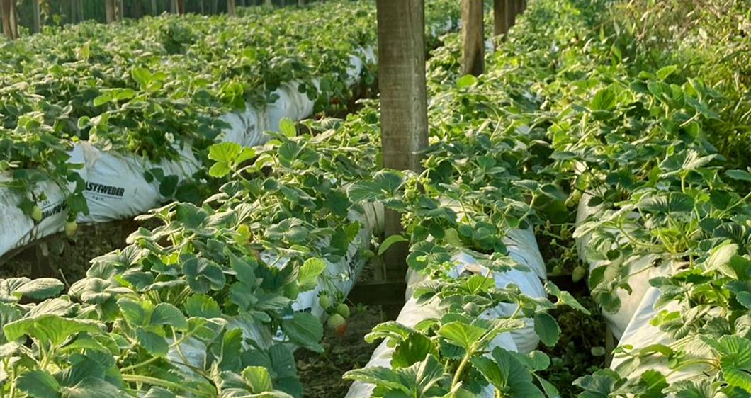 Projetos e Apoio ao Agricultor